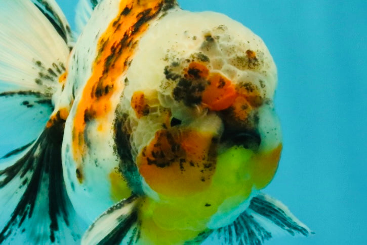 Calico Oranda Male 6.5 inches #072426OR_22