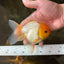 A Grade Lemonhead Oranda Male 4.5-5 inches #080125OR_25