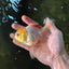 Little Chicken Lemonhead Oranda Male 4.5 inches #011725OR_03