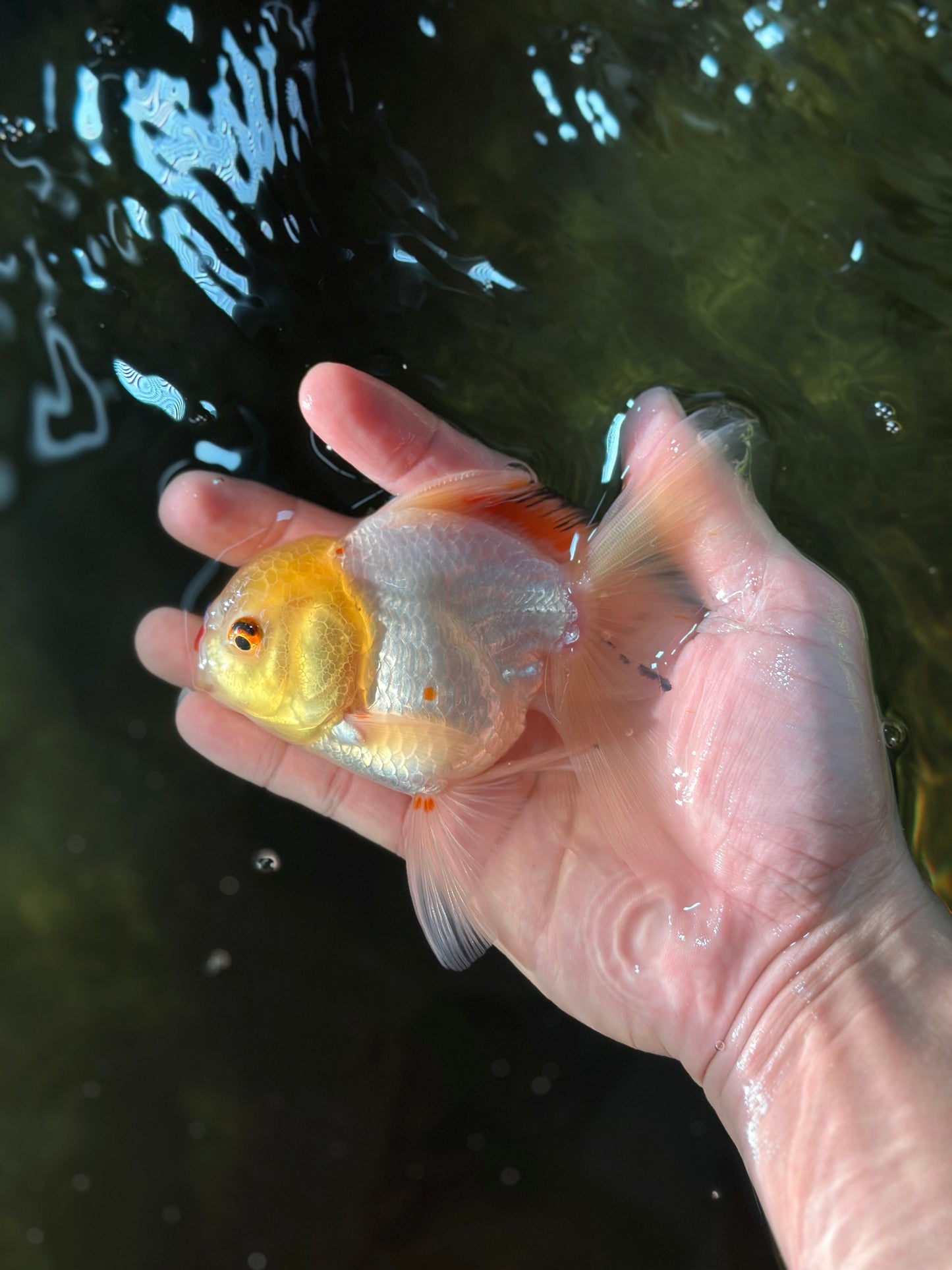 Little Chicken Lemonhead Oranda Male 4.5 inches #011725OR_03