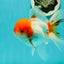 A Grade Chubby Tricolor Red Head Oranda Male 4.5-5 inches #1018OR_21