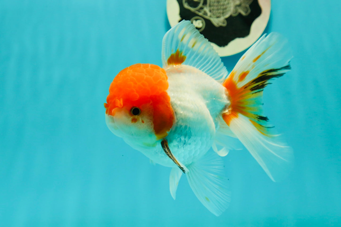 A Grade Chubby Tricolor Red Head Oranda Male 4.5-5 inches #1018OR_21