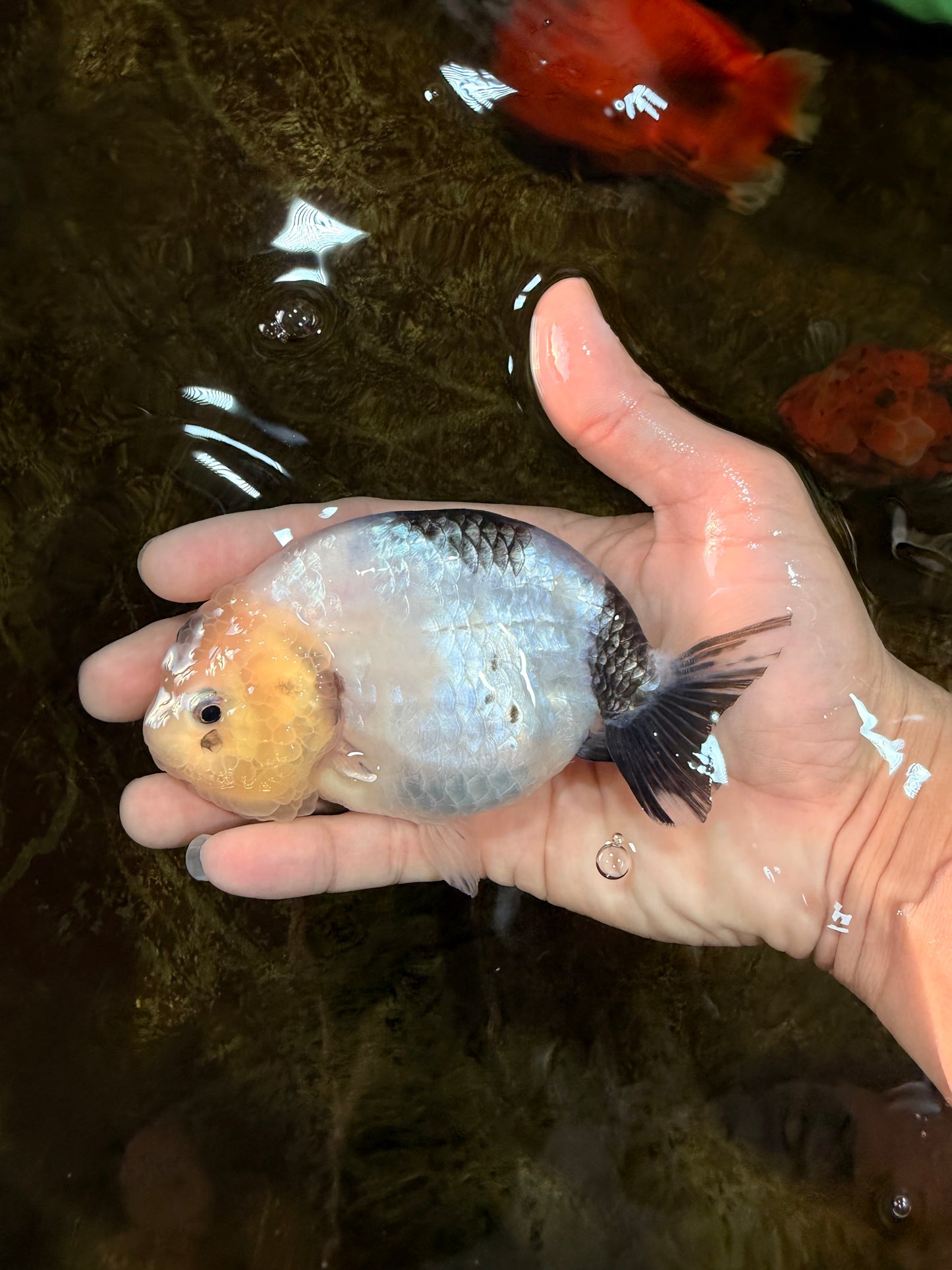 A Grade Chinese Cow Ranchu Female 4.5-5 inches #101725RC_18