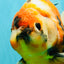 AAA Grade Jumbo Body Marble Sakura Oranda Male 6.5-7 inches #062626OR_02