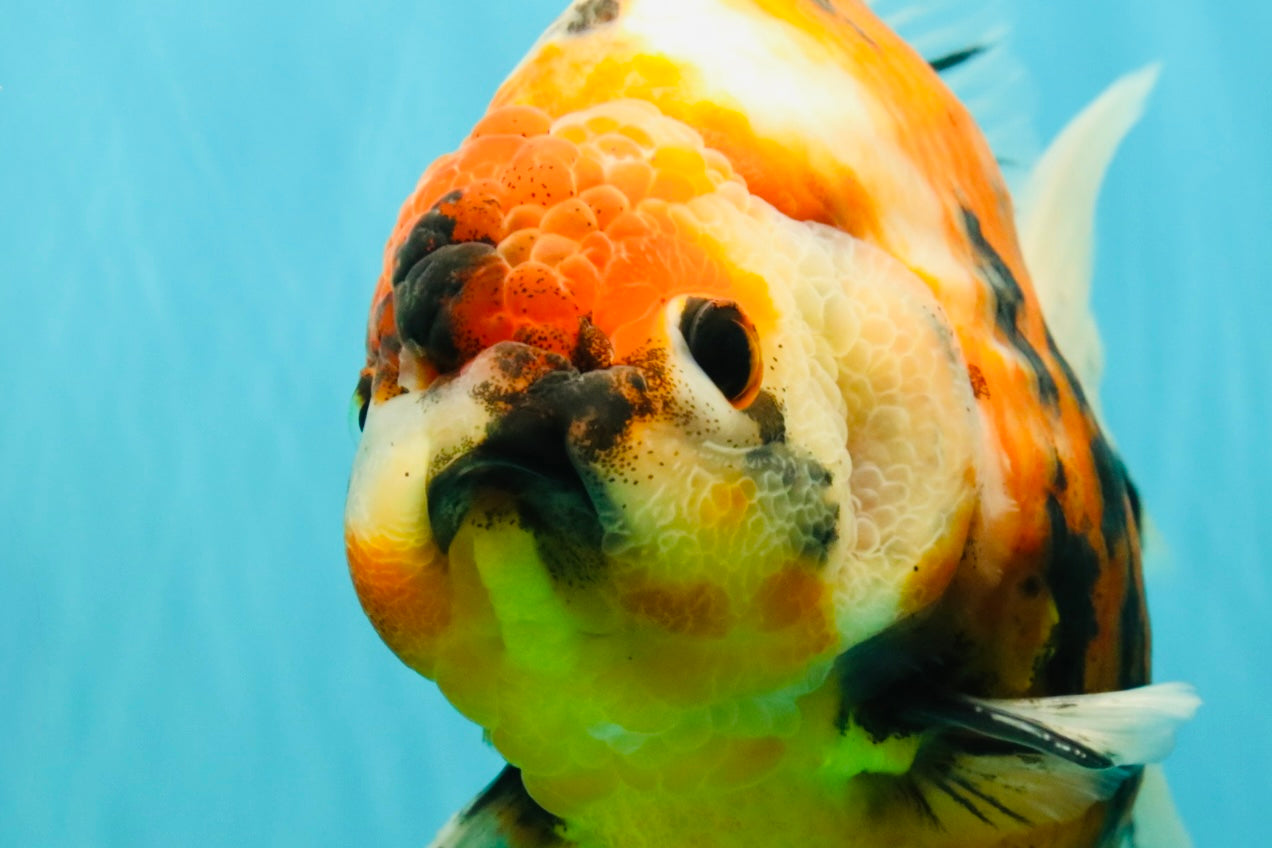 AAA Grade Jumbo Body Marble Sakura Oranda Male 6.5-7 inches #062626OR_02