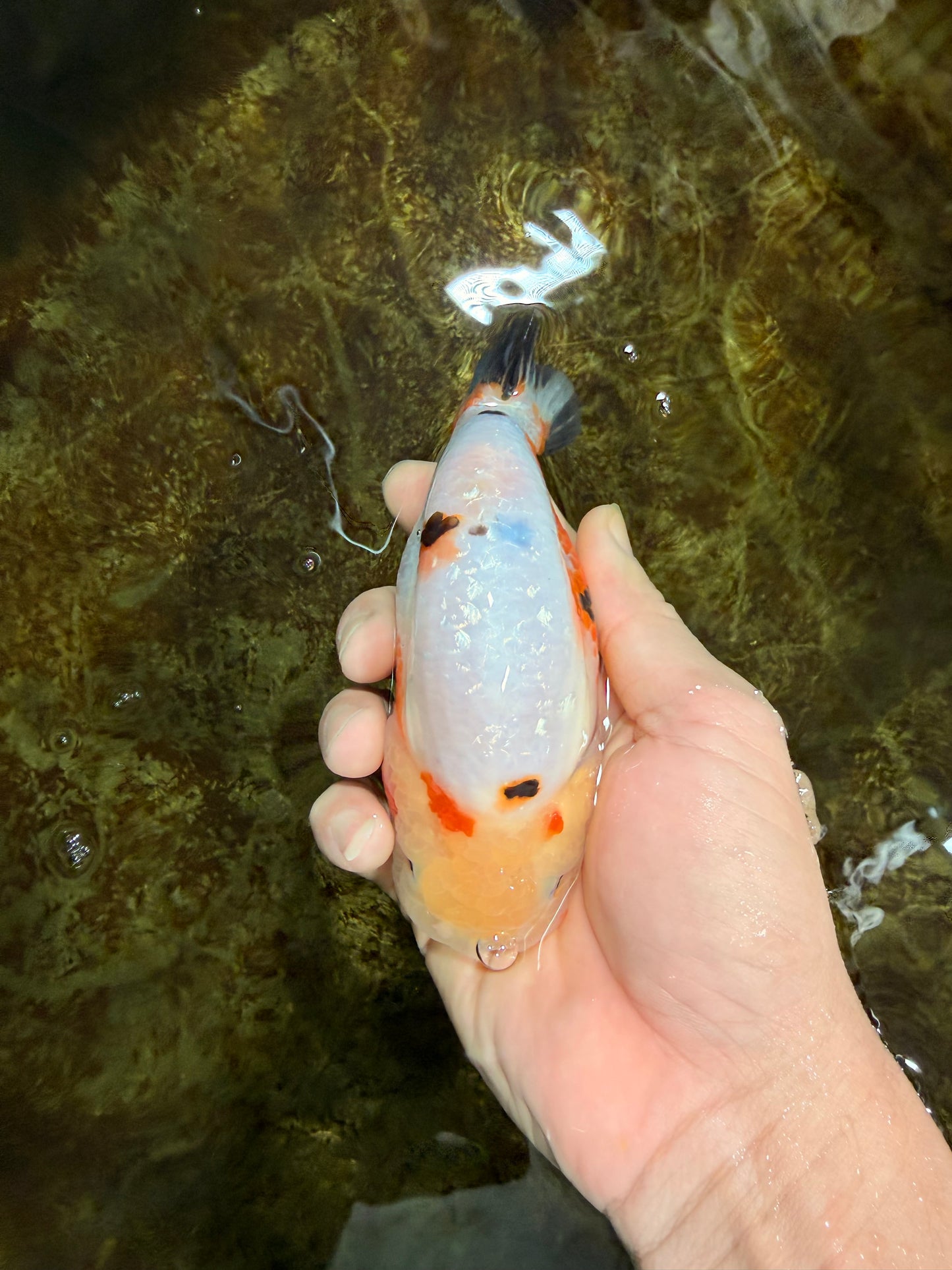 RARE Sakura Chinese Ranchu Female 5 inches #120525RC_08