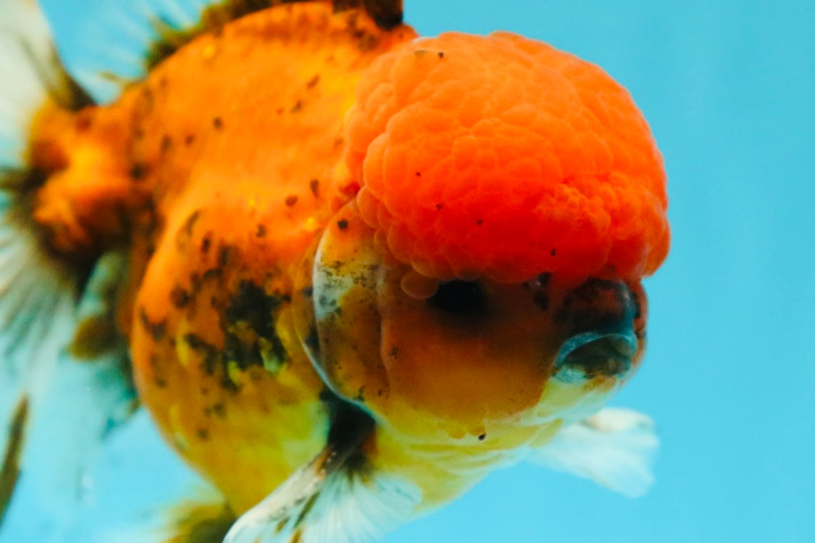 AAA Grade Sakura Long Tail Oranda Male 6.5 inches #030626OR_07