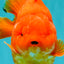 TOMATO A Grade Solid Red Yuanbao Male 5.5-6 inches #100226YB_10