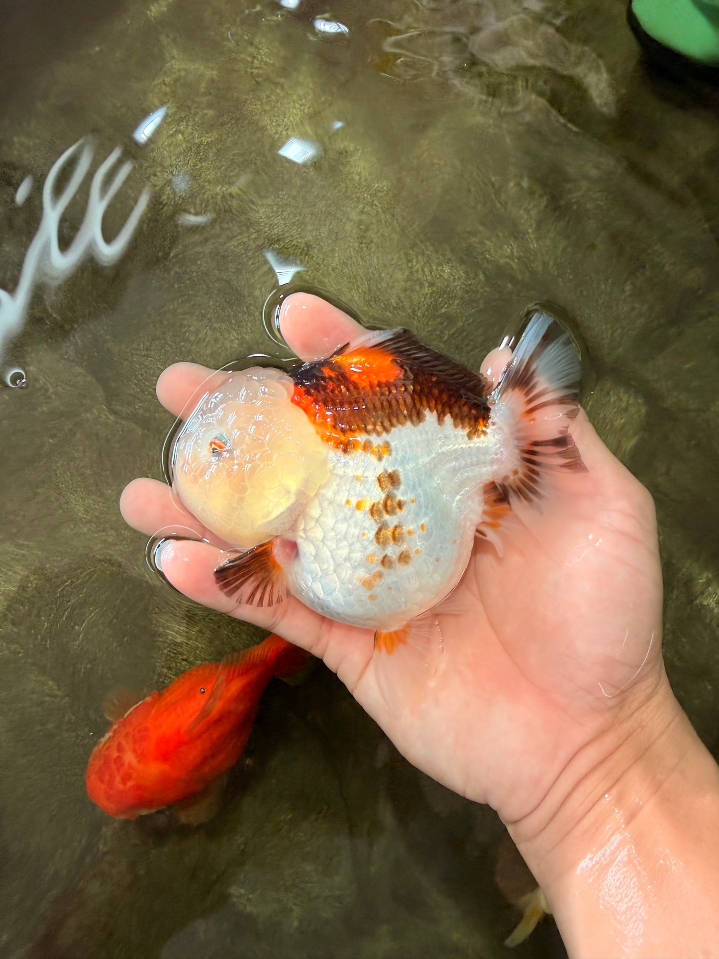 SUPER CUTE A Grade Tricolor Yuanbao Female 4.5-5 inches #082126YB_27