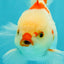 A Grade Red White Oranda Male 6 inches #071726OR_29