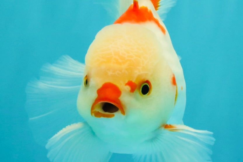 A Grade Red White Oranda Male 6 inches #071726OR_29
