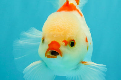 A Grade Red White Oranda Male 6 inches #071726OR_29