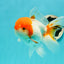 A Grade Chubby Tricolor Red Head Oranda Male 4.5-5 inches #1018OR_21