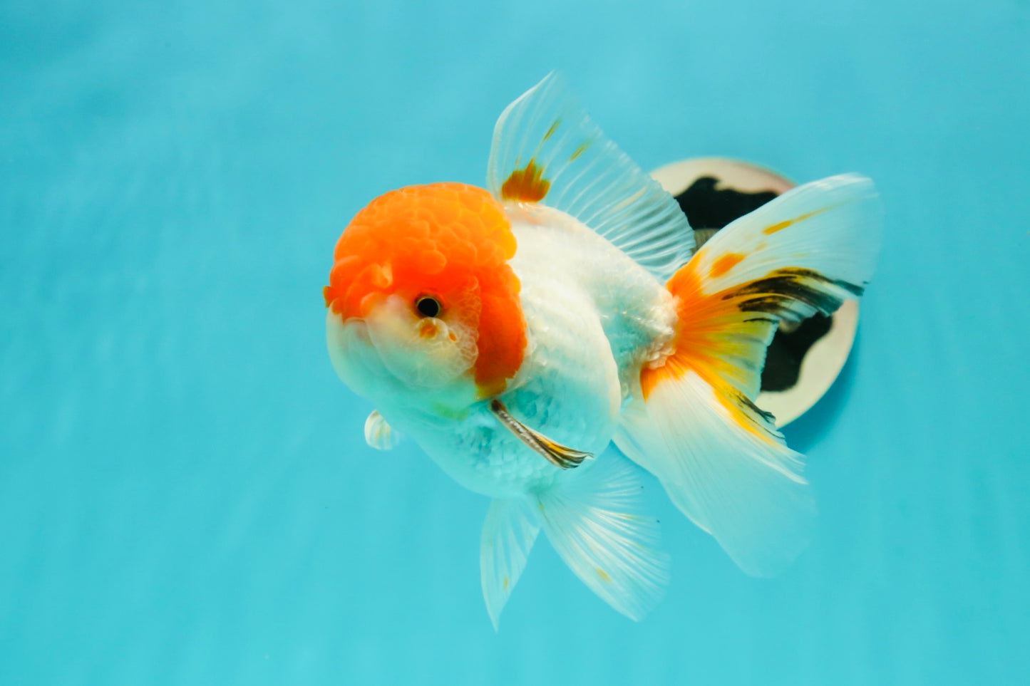 A Grade Chubby Tricolor Red Head Oranda Male 4.5-5 inches #1018OR_21