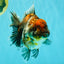 AAA Grade Granite Calico Oranda Female 6.5-7 inches #073126OR_03