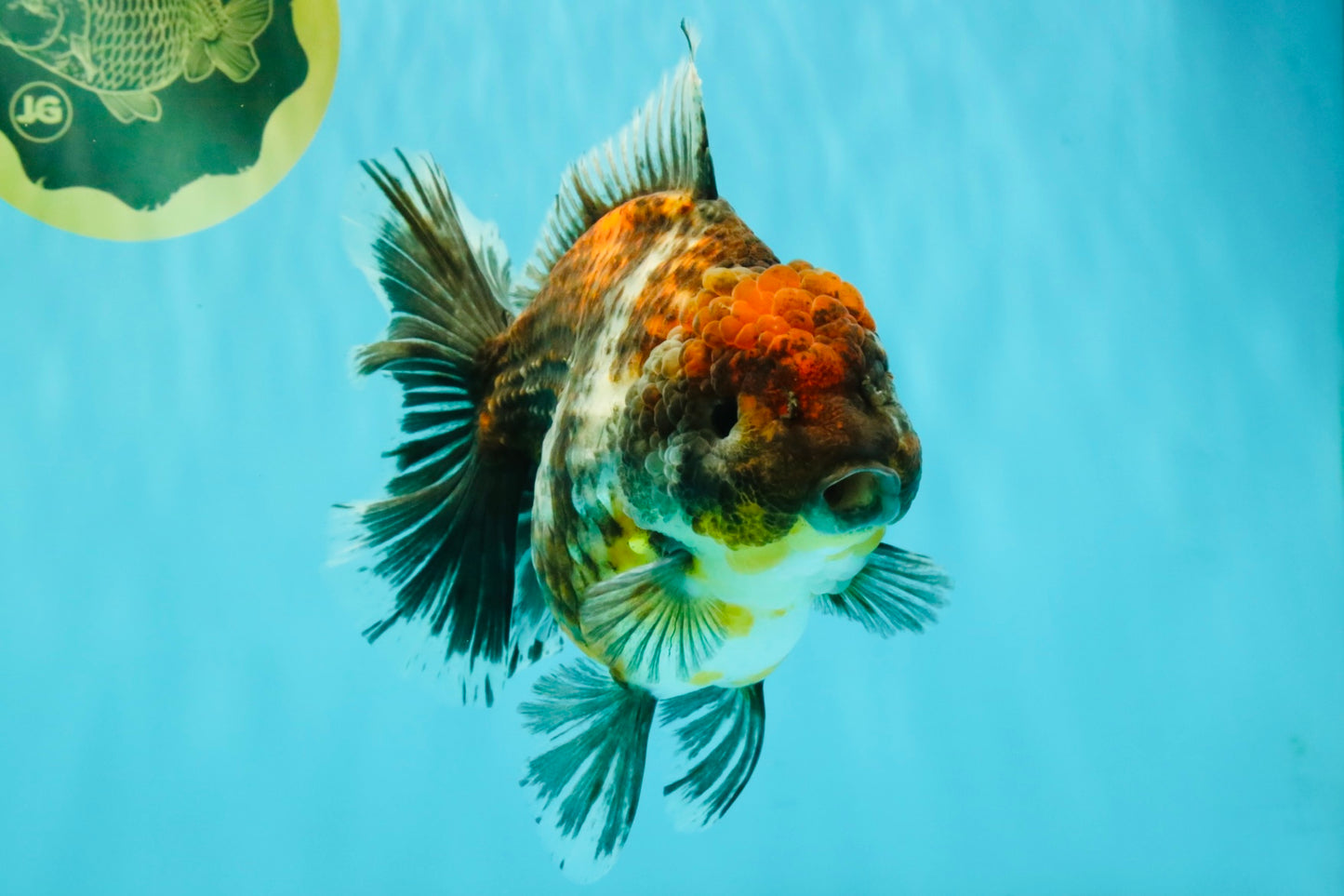 AAA Grade Granite Calico Oranda Female 6.5-7 inches #073126OR_03