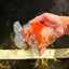 AAA Grade Marble Yuanbao Male 5.5 inches #041726YB_17