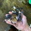 Panda Oranda Male 4.5 inches #081525OR_20