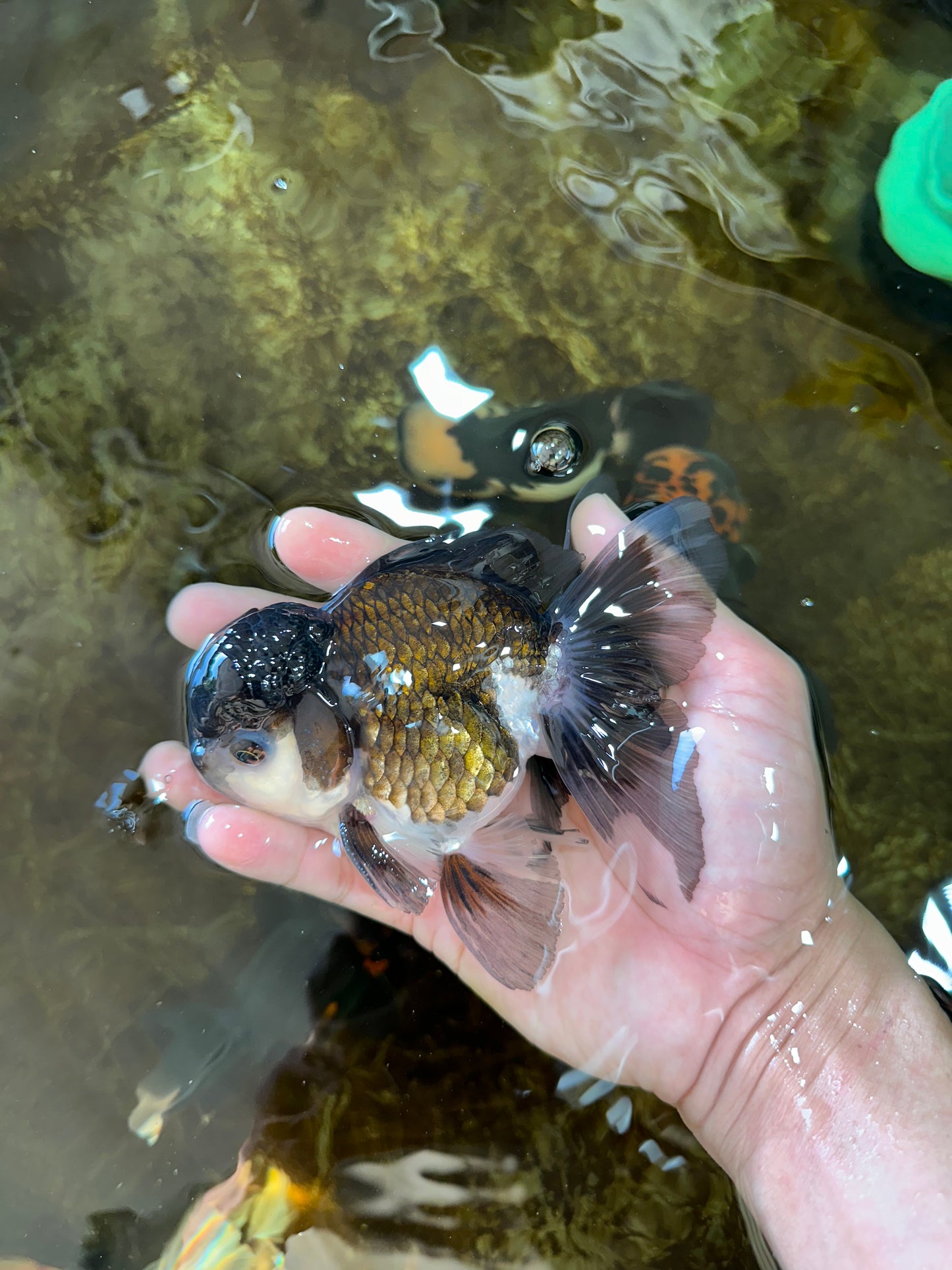 Panda Oranda Male 4.5 inches #081525OR_20