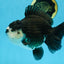 A Grade Pompom Panda Oranda Female 6 inches #101725OR_31