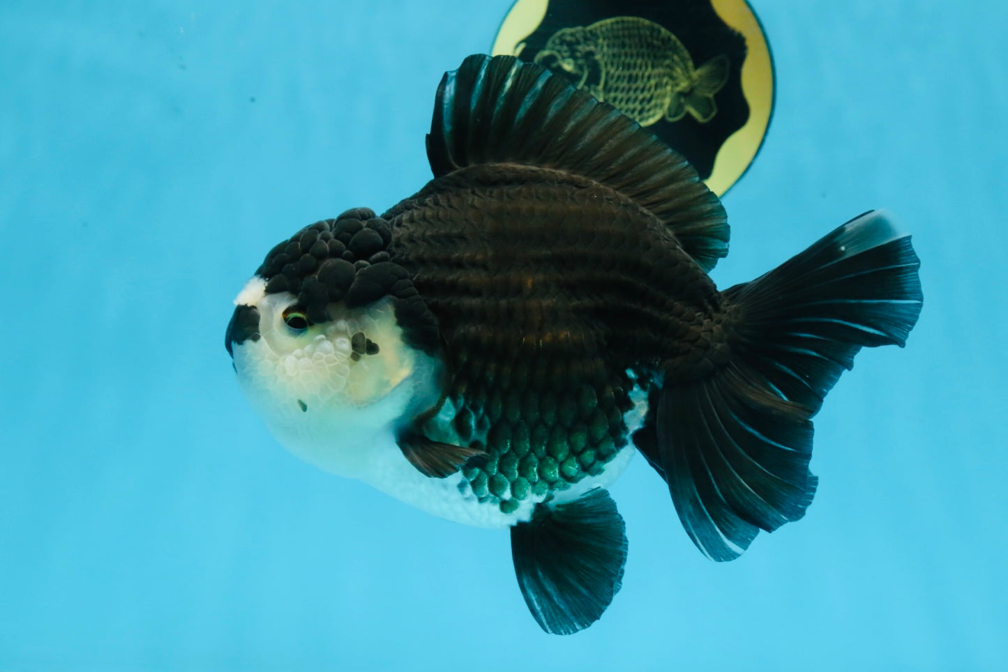 A Grade Pompom Panda Oranda Female 6 inches #101725OR_31