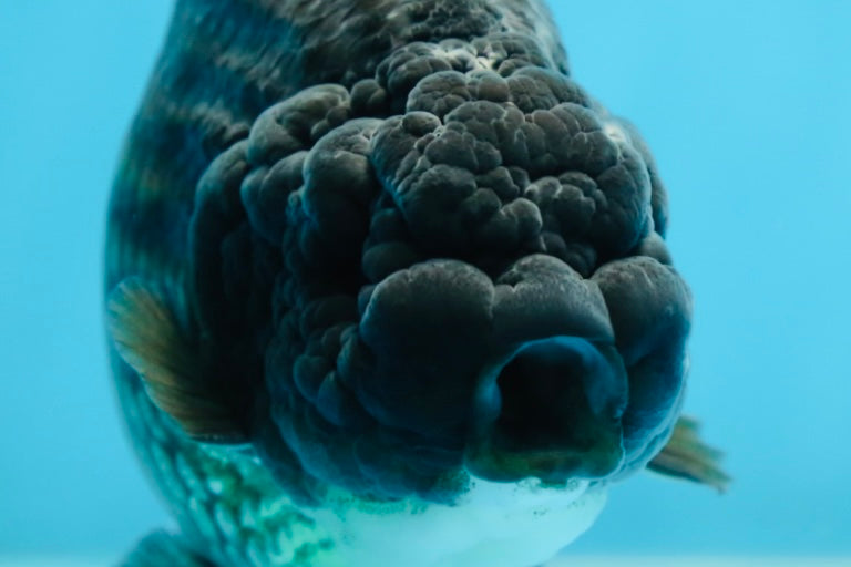 A Grade Black LionKing 5-5.5 inches #080825LC_24