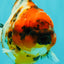 A Grade Tiger Oranda Female 5.5 inches #061926OR_28
