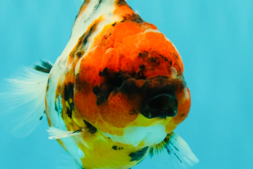 A Grade Tiger Oranda Female 5.5 inches #061926OR_28