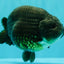 UNIQUE Black Blue Ranchu Male 5.5 inches #100226RC_24