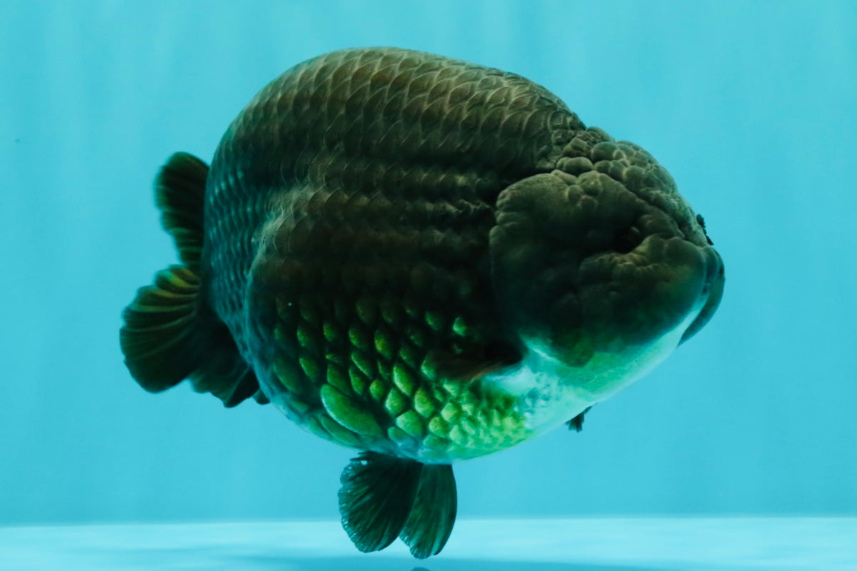 UNIQUE Black Blue Ranchu Male 5.5 inches #100226RC_24