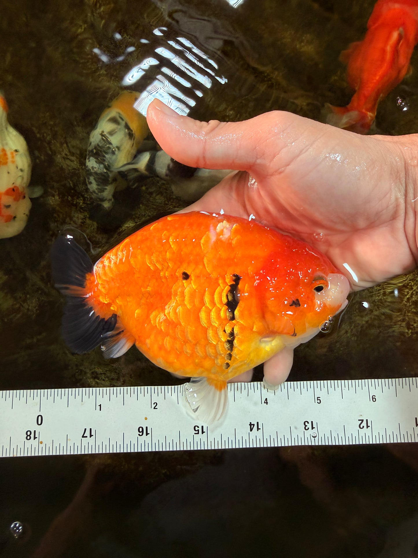 A Grade Chinese Sakura Ranchu Female 5.5 inches #101725RC_14