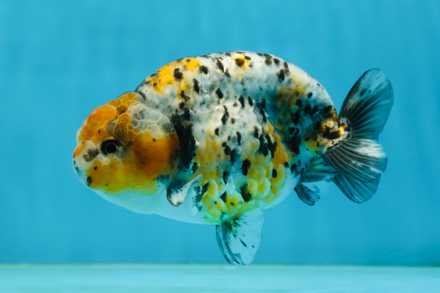 A Grade Tricolor Tiger LionKing 4.5-5 inches #062725LC_02