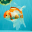 A Grade Kohaku Red White Oranda Male 6 inches #082826OR_15