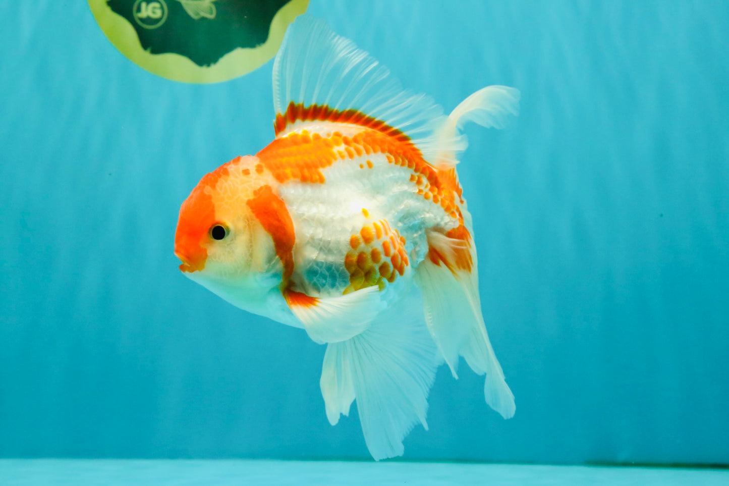 A Grade Kohaku Red White Oranda Male 6 inches #082826OR_15