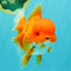 AAA Grade Red Oranda Female 6.5 inches #071026OR_24