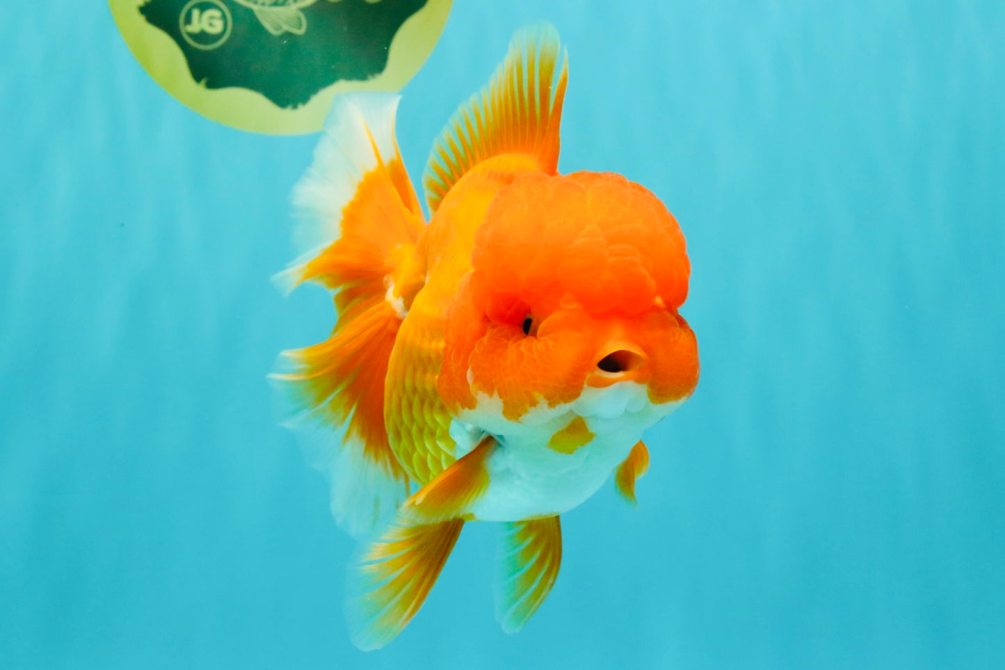 AAA Grade Red Oranda Female 6.5 inches #071026OR_24
