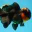 A Grade Lava BULL DOG Oranda Male 6 inches #011025OR_10