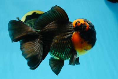 A Grade Lava BULL DOG Oranda Male 6 inches #011025OR_10