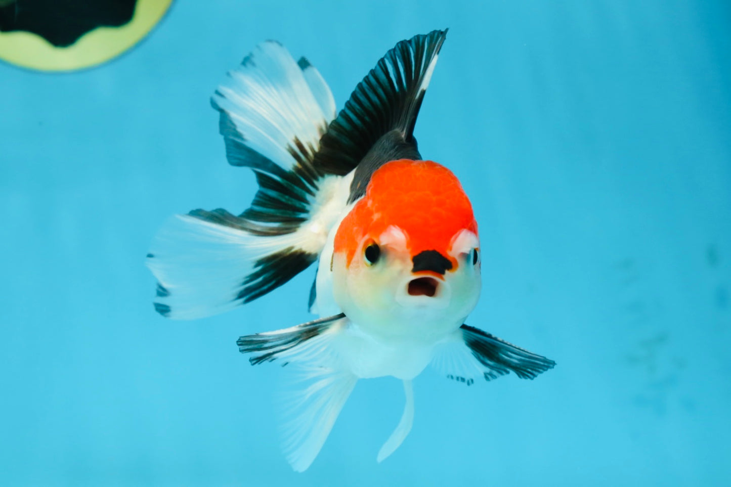 A Grade Young Tricolor Oranda Male 4.5 inches #061325_01