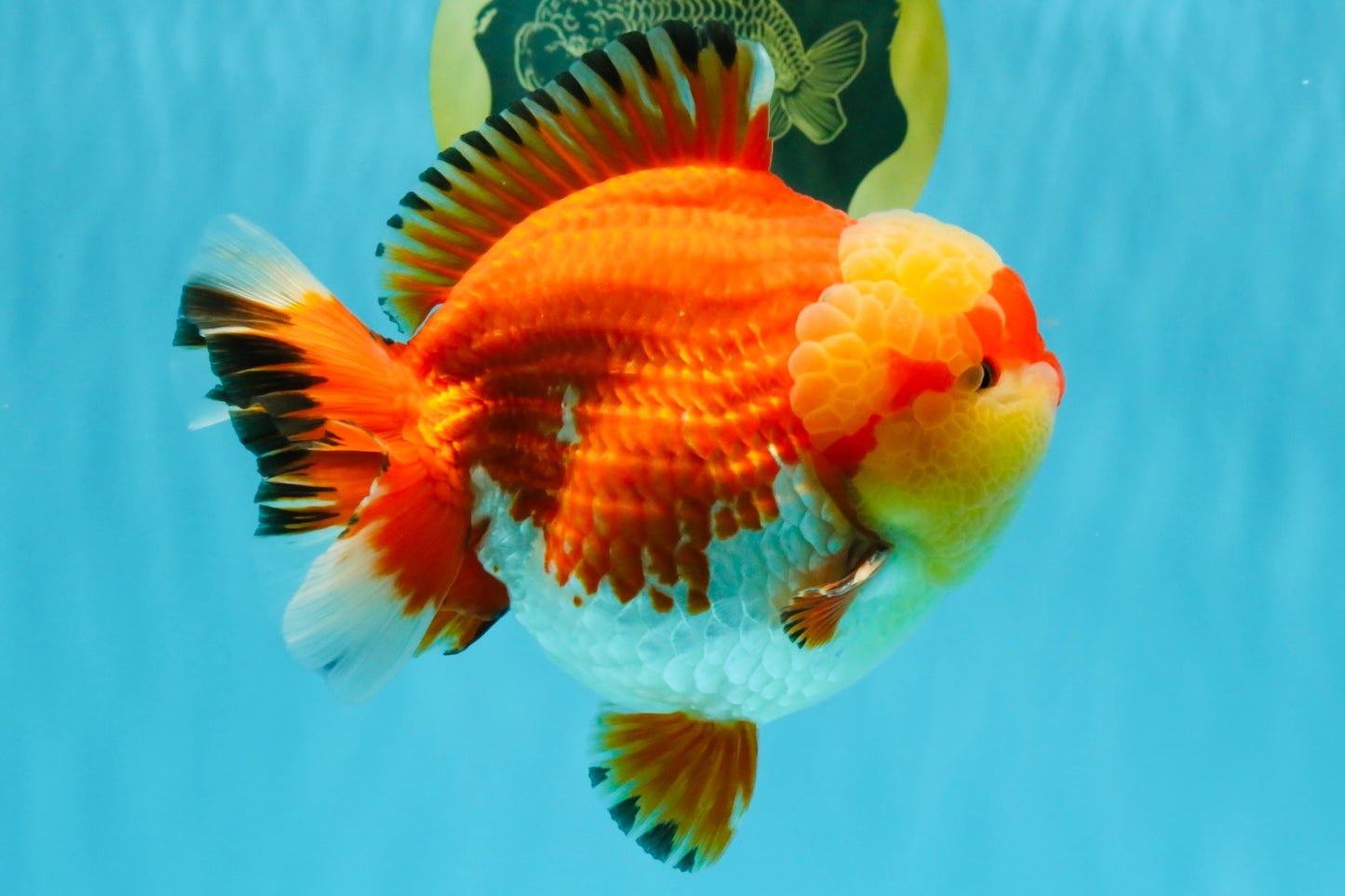 SUPER AAA Grade Godzilla Red White Yuanbao Male 5.5 inches #022026YB_03