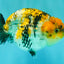 CHUBBY AAA Grade Chonky Special Tricolor Tiger LionQueen Female 4-4.5 inches #061926LC_12