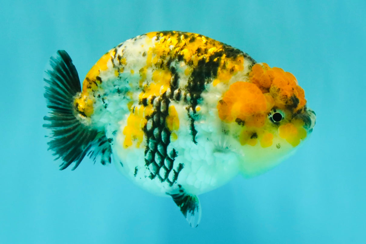 CHUBBY AAA Grade Chonky Special Tricolor Tiger LionQueen Female 4-4.5 inches #061926LC_12
