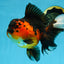 AAA Grade Godzilla Apache Oranda Female 6.5 inches #081525OR_13