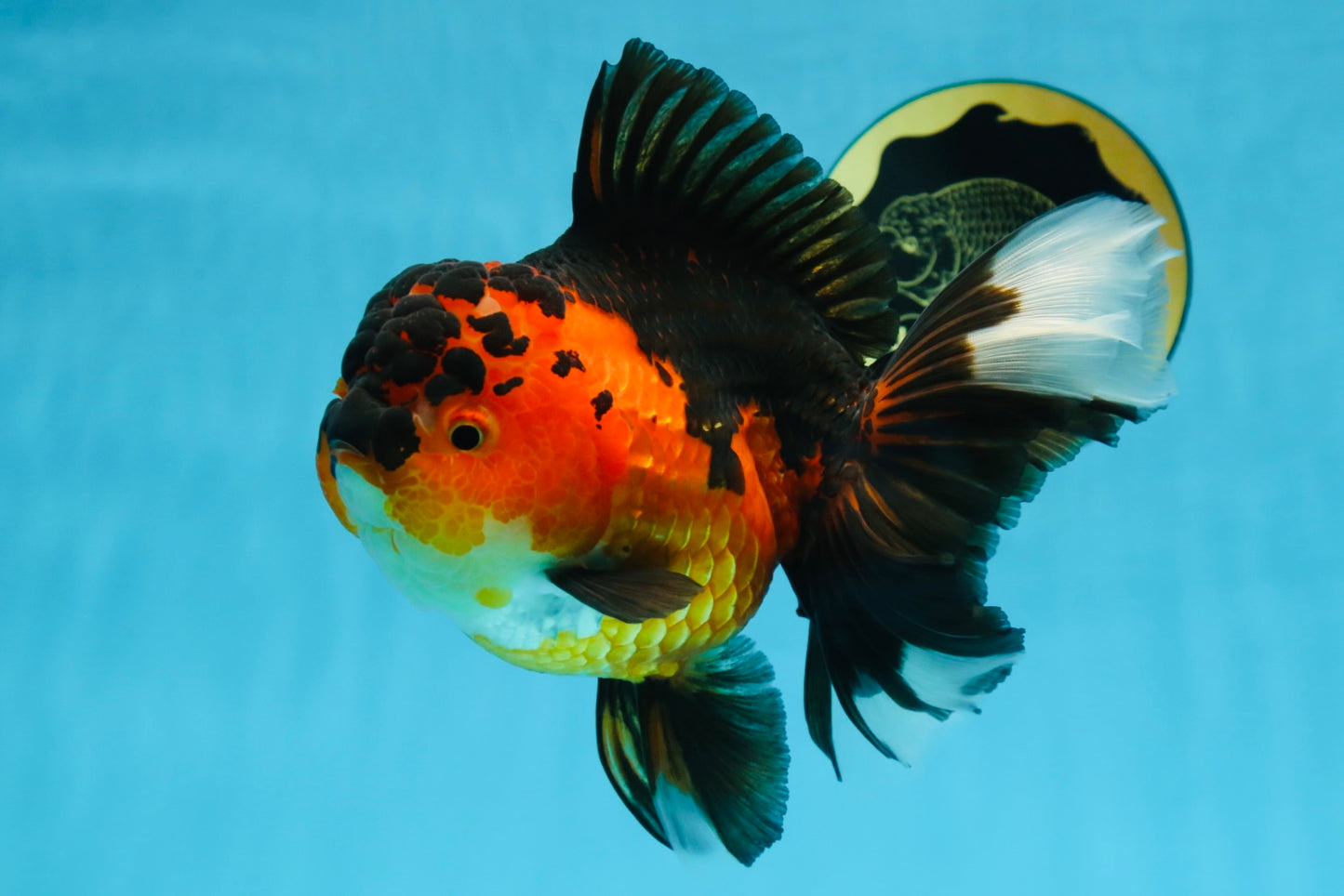 AAA Grade Godzilla Apache Oranda Female 6.5 inches #081525OR_13