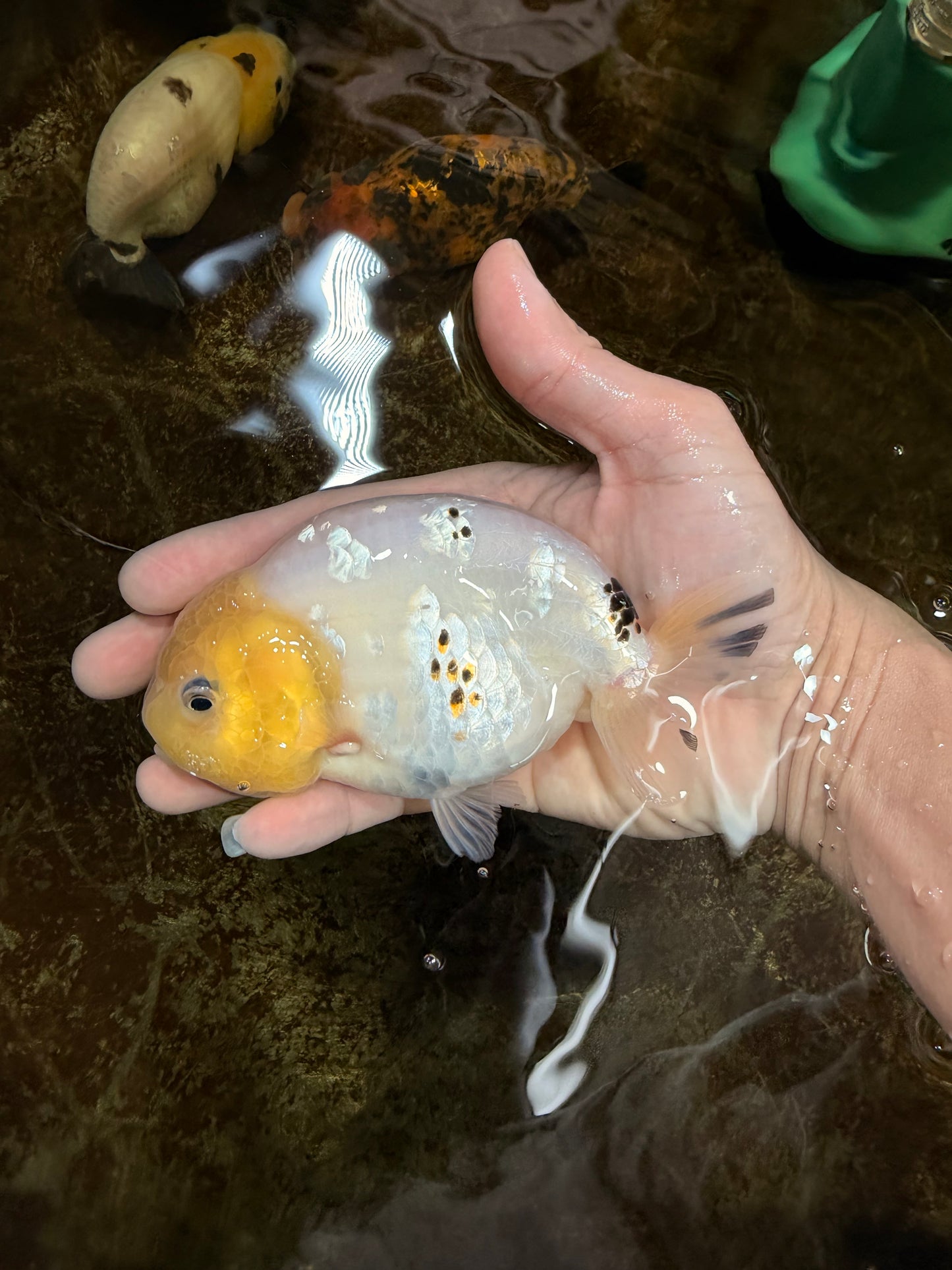 A Grade White Sakura Chinese Ranchu Female 5 inches #112125RC_17