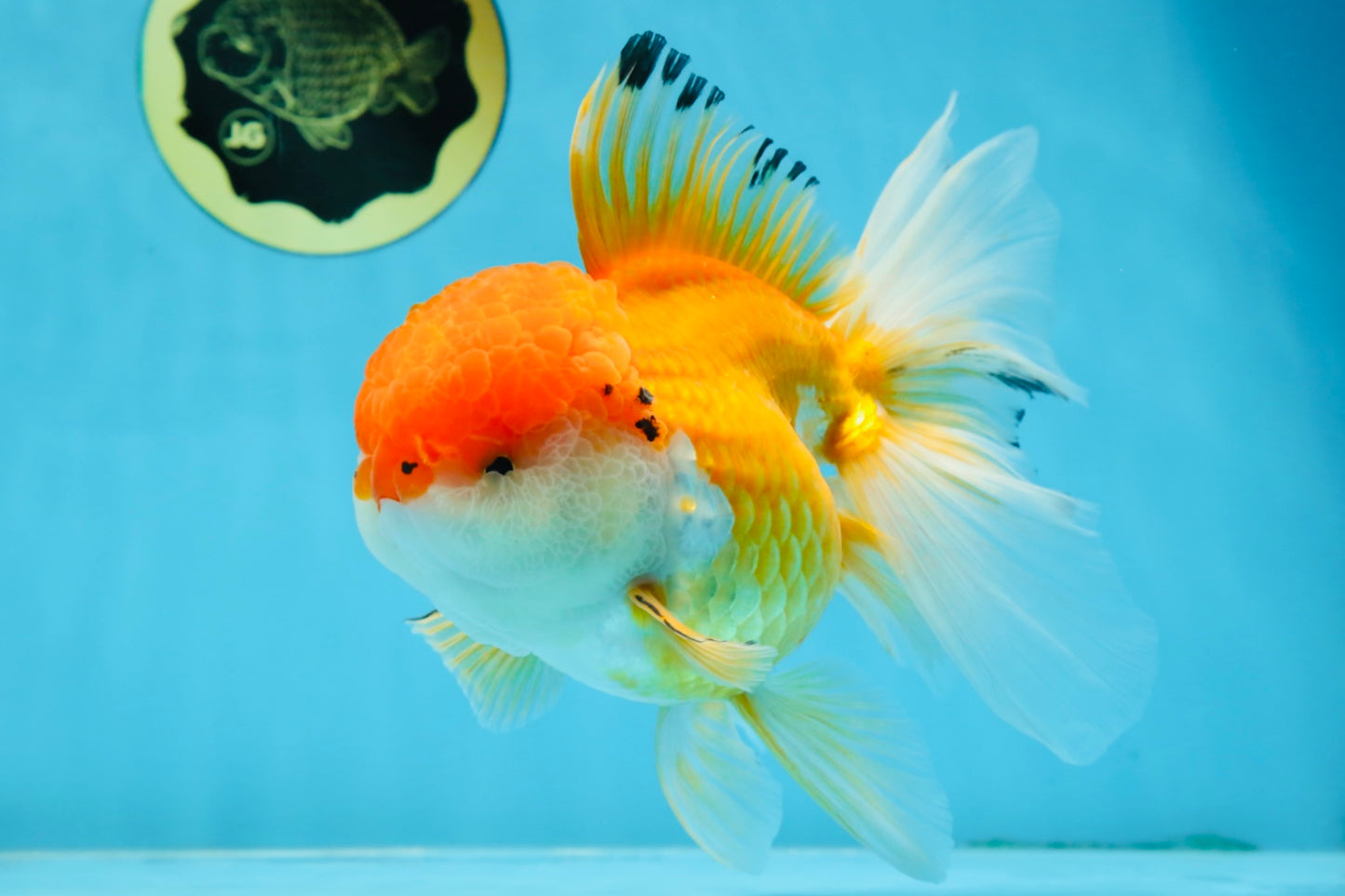 A Grade Orange White Oranda Female 6.5 inches #070425OR_22