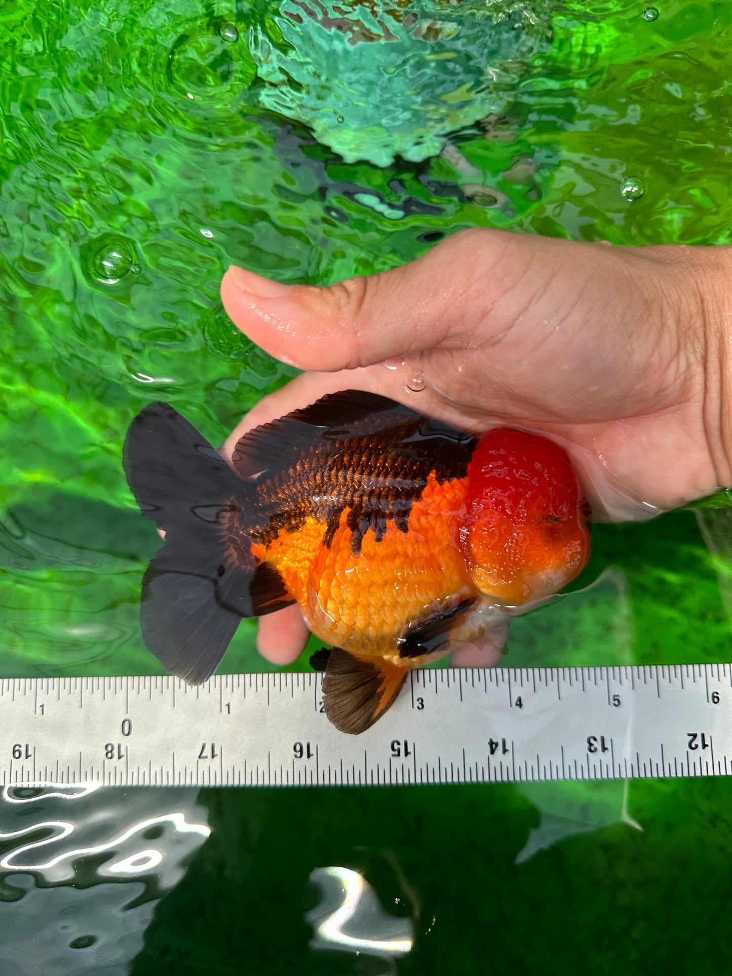 SHOW GRADE Apache Godzilla Yuanbao Male 4.5-5 inches #0614YB_01