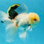 A Grade White Oranda Male 5.5 inches #052325OR_02
