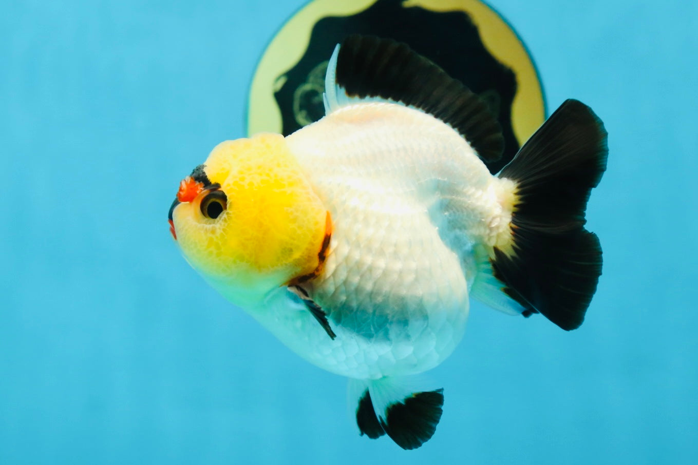 A Grade Pompom Tricolor Button Eyes Yuanbao Female 3.5-4 inches #062725YB_11