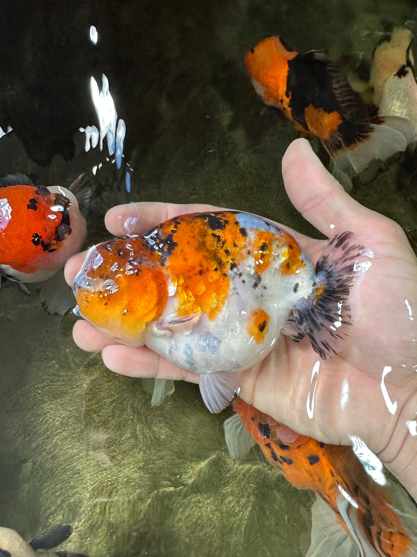 A Grade Calico LionKing 4.5-5 inches #052325LC_14